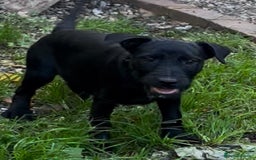 Patterdale Terrier dogs for sale: 3 beautiful patterdale terrier puppies - Image 3