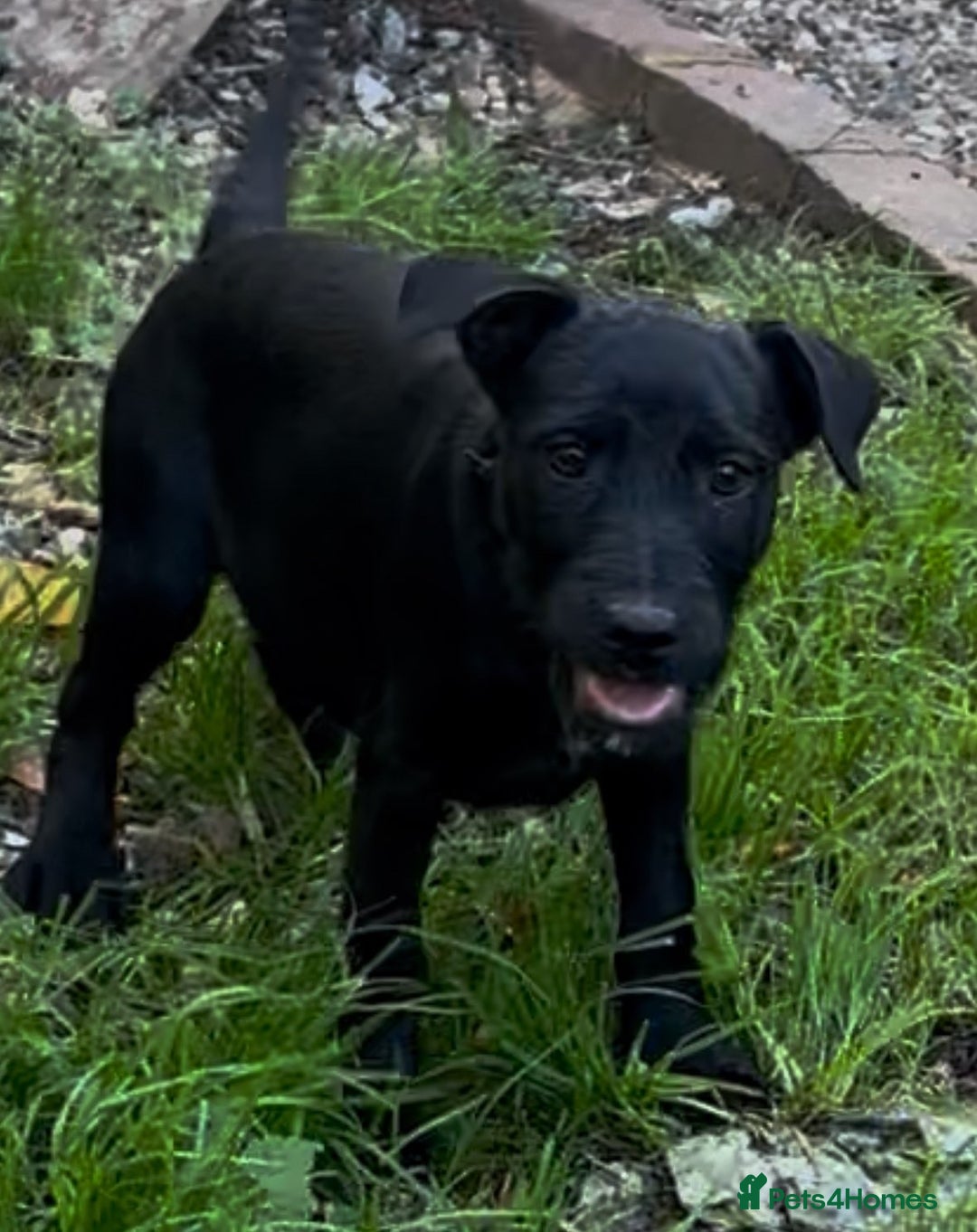 Patterdale Terrier dogs for sale: 3 beautiful patterdale terrier puppies - Image 3