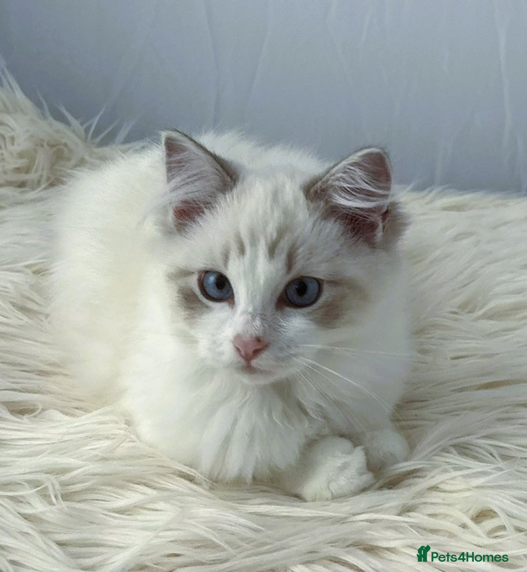 Ragdoll cats for sale: Playful Pedigree Ragdoll Kittens Available - Image 19