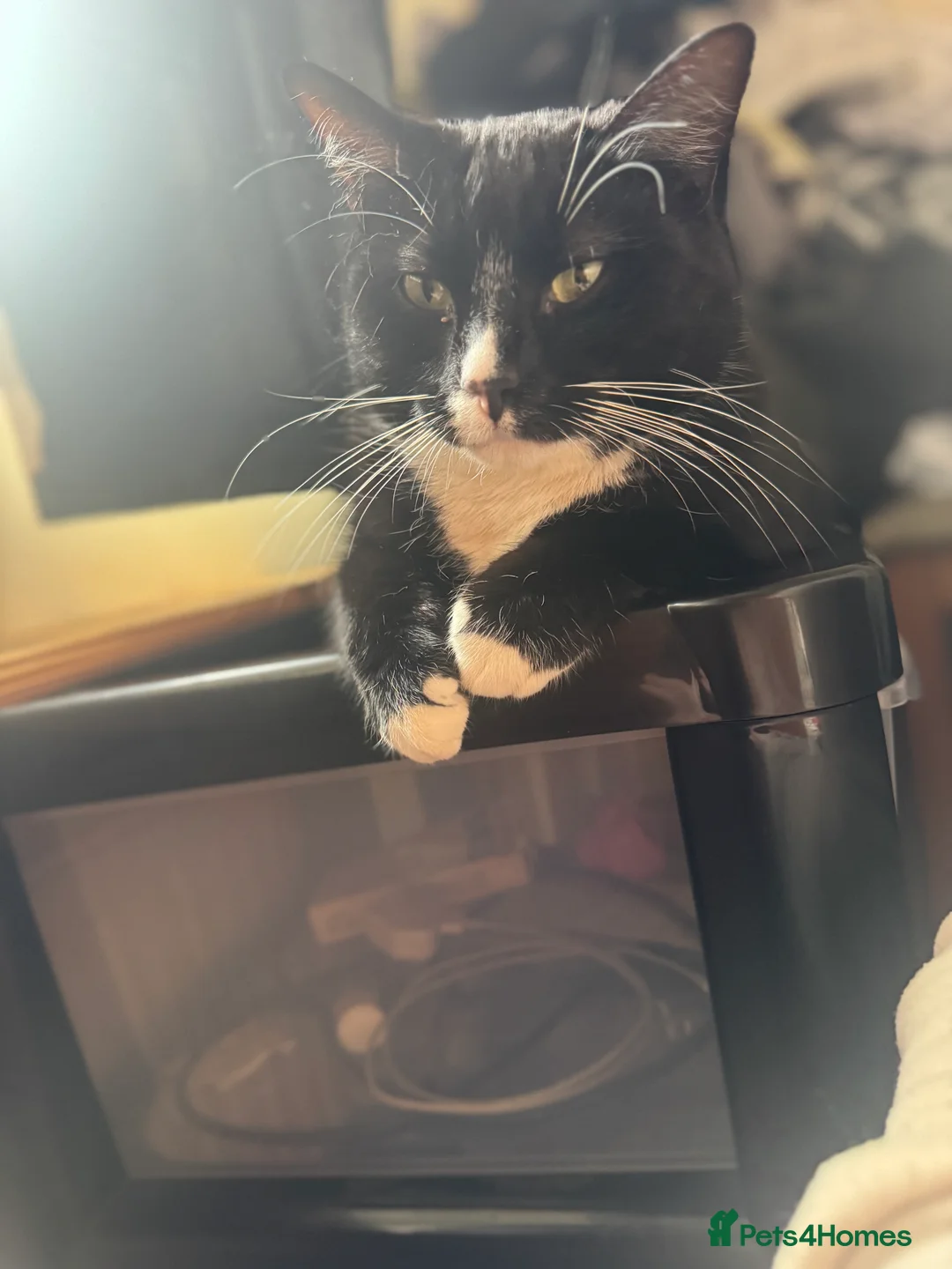 Domestic Shorthair cats for sale: Felix (domesticated shorthair)  - Advert 3