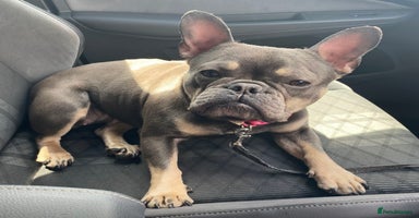 French Bulldog dogs - Advert 10