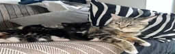 Mixed Breed cats for sale: 🐾BlackBrown Tabby Kittens needing Forever Homes🐾 in London - Advert 6