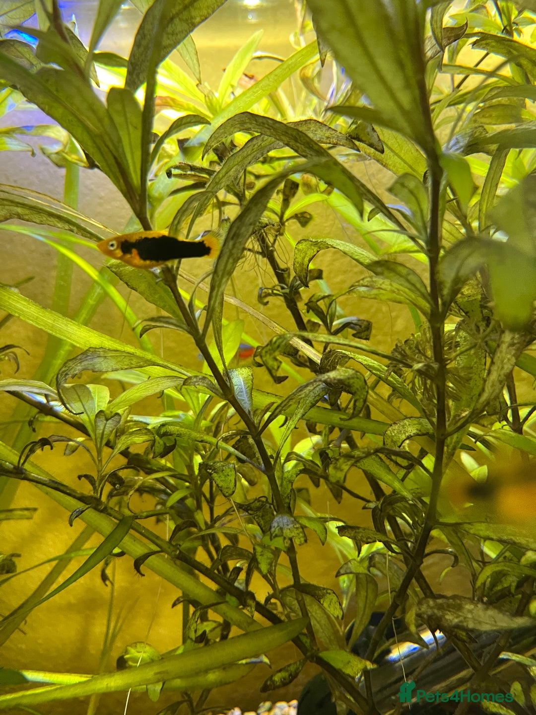 Platies fish for sale: Platy fry - Image 2