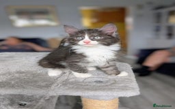 Mixed Breed cats for sale: Maine coon cross  - Image 8