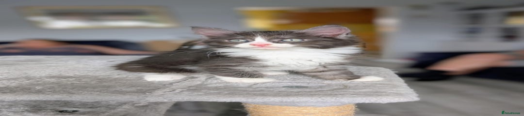 Mixed Breed Kitten 1