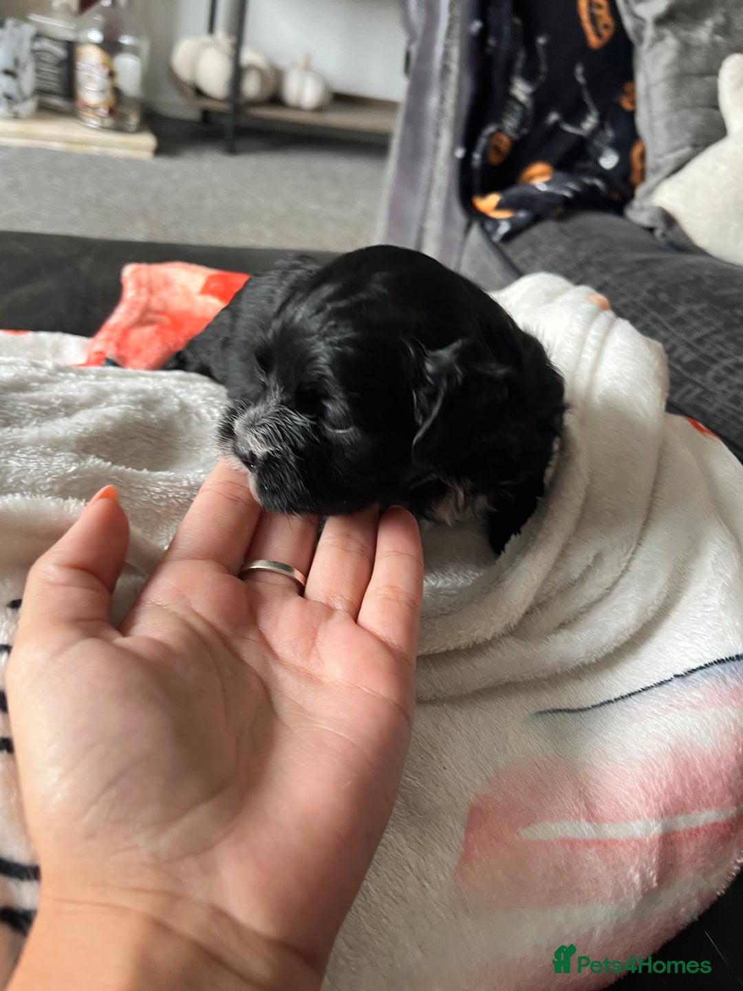 Mixed Breed dogs for sale: Maltese cross Chinese crested puppies for sale - Image 11