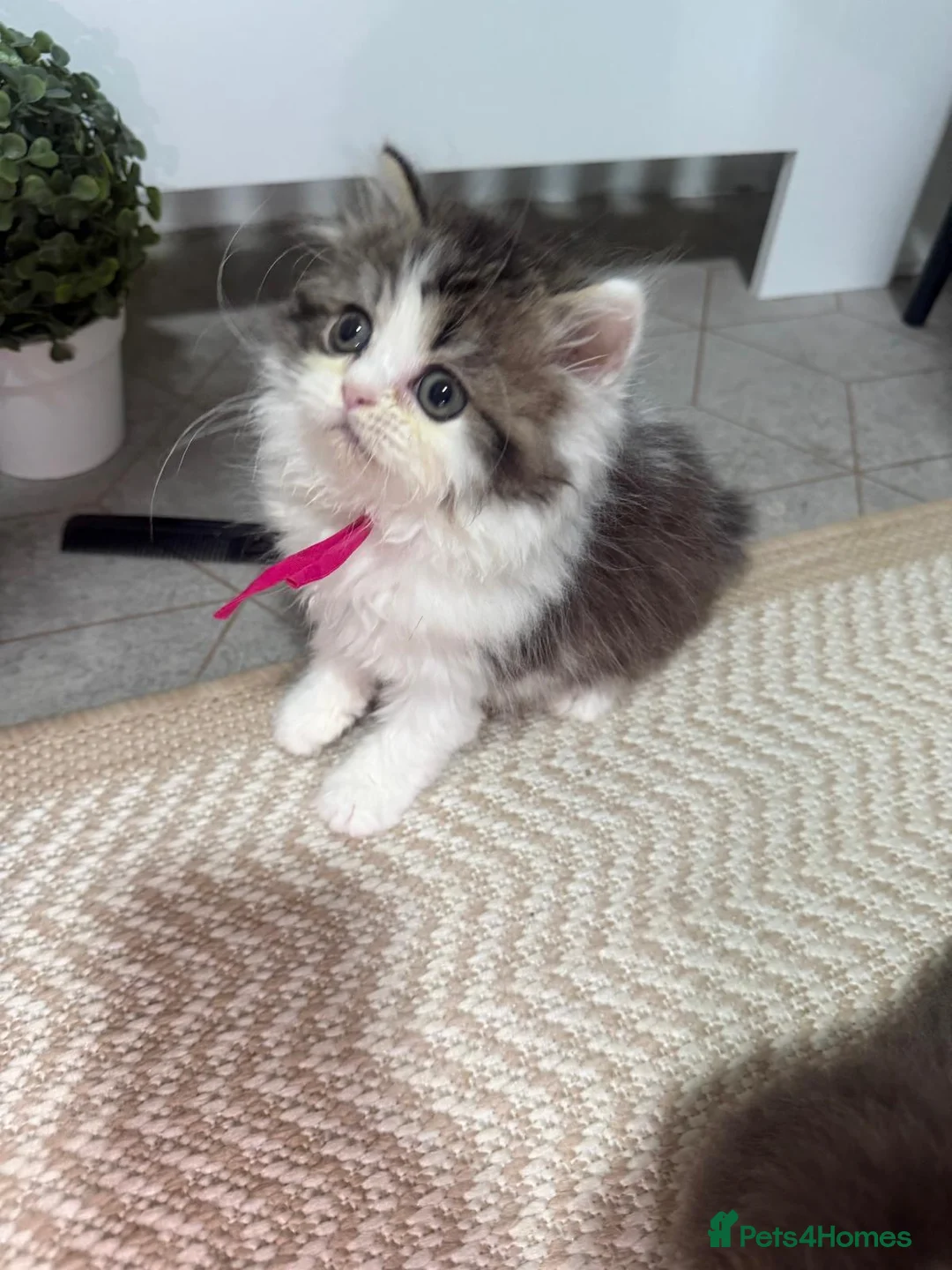 Persian cats for sale: Taking bookings for next litter  - Advert 1