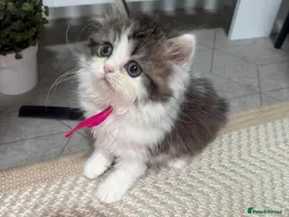 Persian cats Persian beauties ready now - Advert 6