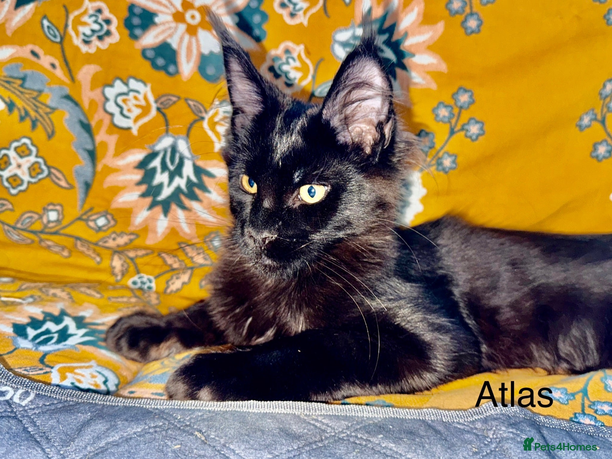 Maine Coon cats 🐾Tica registered Maine Coon Kittens Available 🐾 - Advert 2