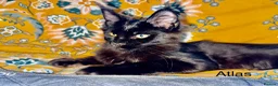 Maine Coon cats for sale: 🐾Tica registered Maine Coon Kittens Available 🐾 - Advert 7