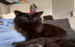 Mixed Breed cats for sale: pls read description!! - Image 3