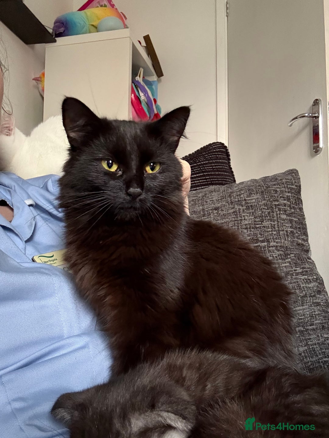 Mixed Breed cats for sale: pls read description!! - Image 3