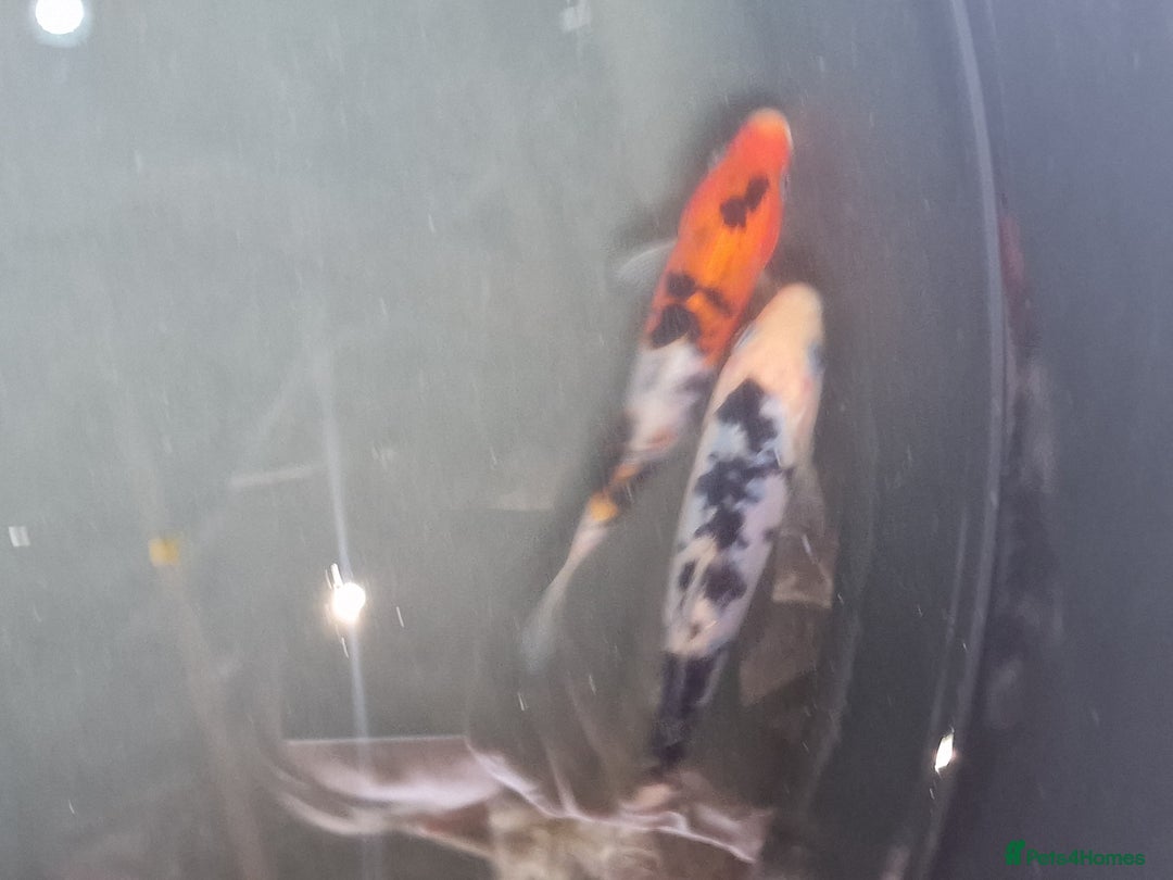 Koi Carp fish for sale: Koi for sale - Image 15
