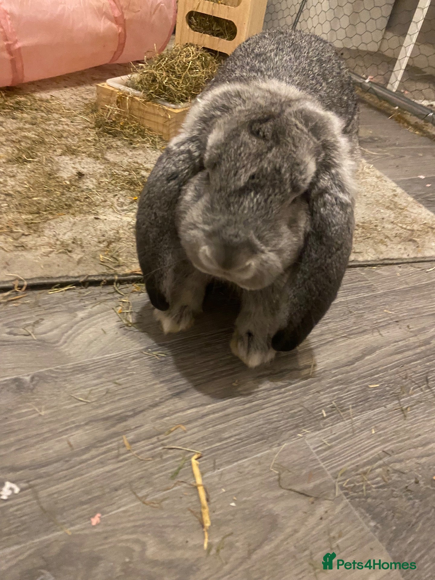 French Lop rabbits for sale: Coco  - Advert 20