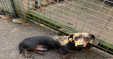 Miniature Dachshund dogs KC miniature Dachshund  - Advert 16