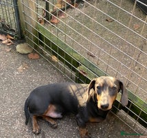 Miniature Dachshund dogs KC miniature Dachshund - Advert 4