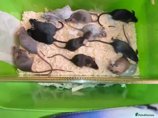 Mouse rodents Female mice in various colours - Advert 11