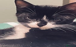 Mixed Breed cats for sale: 4 month old kittens looking for forever homes! - Advert 15