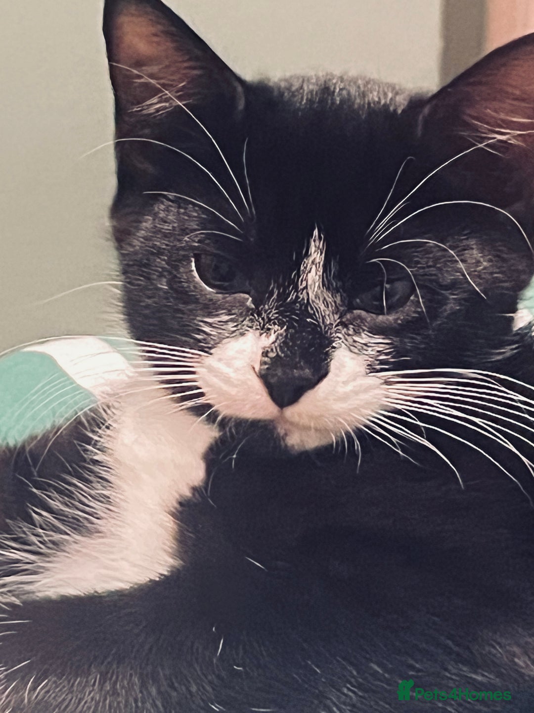 Mixed Breed cats for sale: 4 month old kittens looking for forever homes! - Advert 15