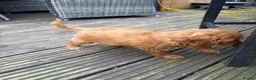 Cockapoo dogs for sale: Cockapoo f1 pup ready now - Advert 6