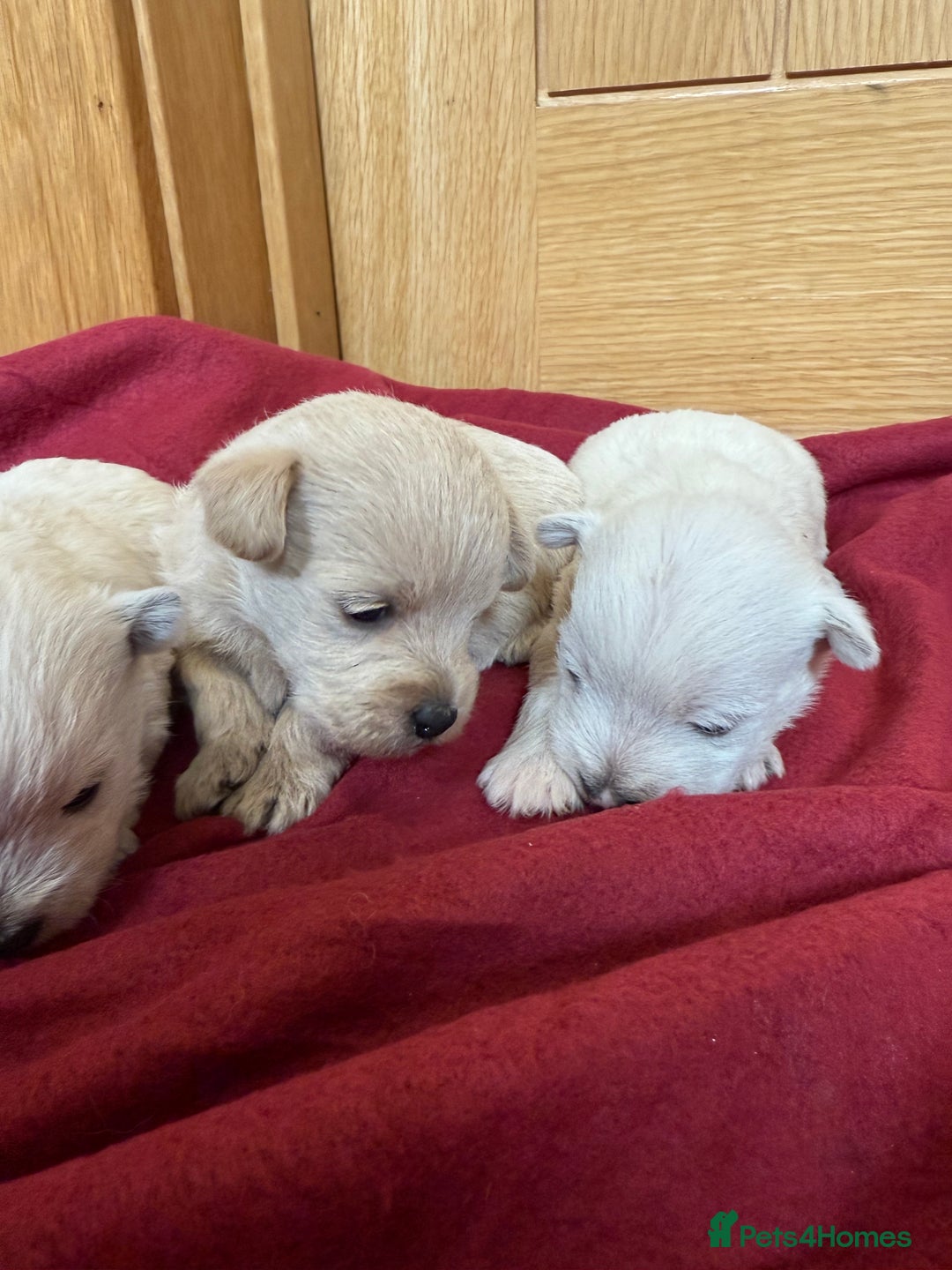 Mixed Breed dogs for sale: F1 Westipoo Puppies  - Image 6