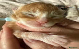 Maine Coon cats for sale: ANDERPRIDE HAVE KITTENS- INTEREST  OPEN  - Image 31