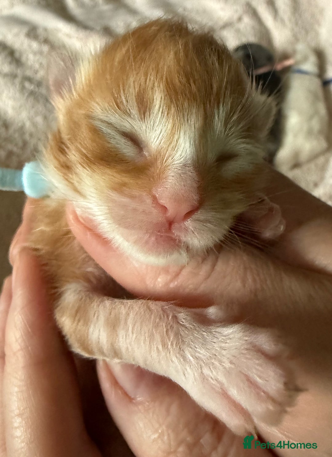 Maine Coon cats for sale: ANDERPRIDE HAVE KITTENS- INTEREST  OPEN  - Image 31