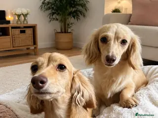 Miniature Dachshund dogs Cream shaded brown long haired dachshund for sale - Advert 2