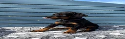 Dobermann dogs for sale: Champion lines, Health tested - Advert 2