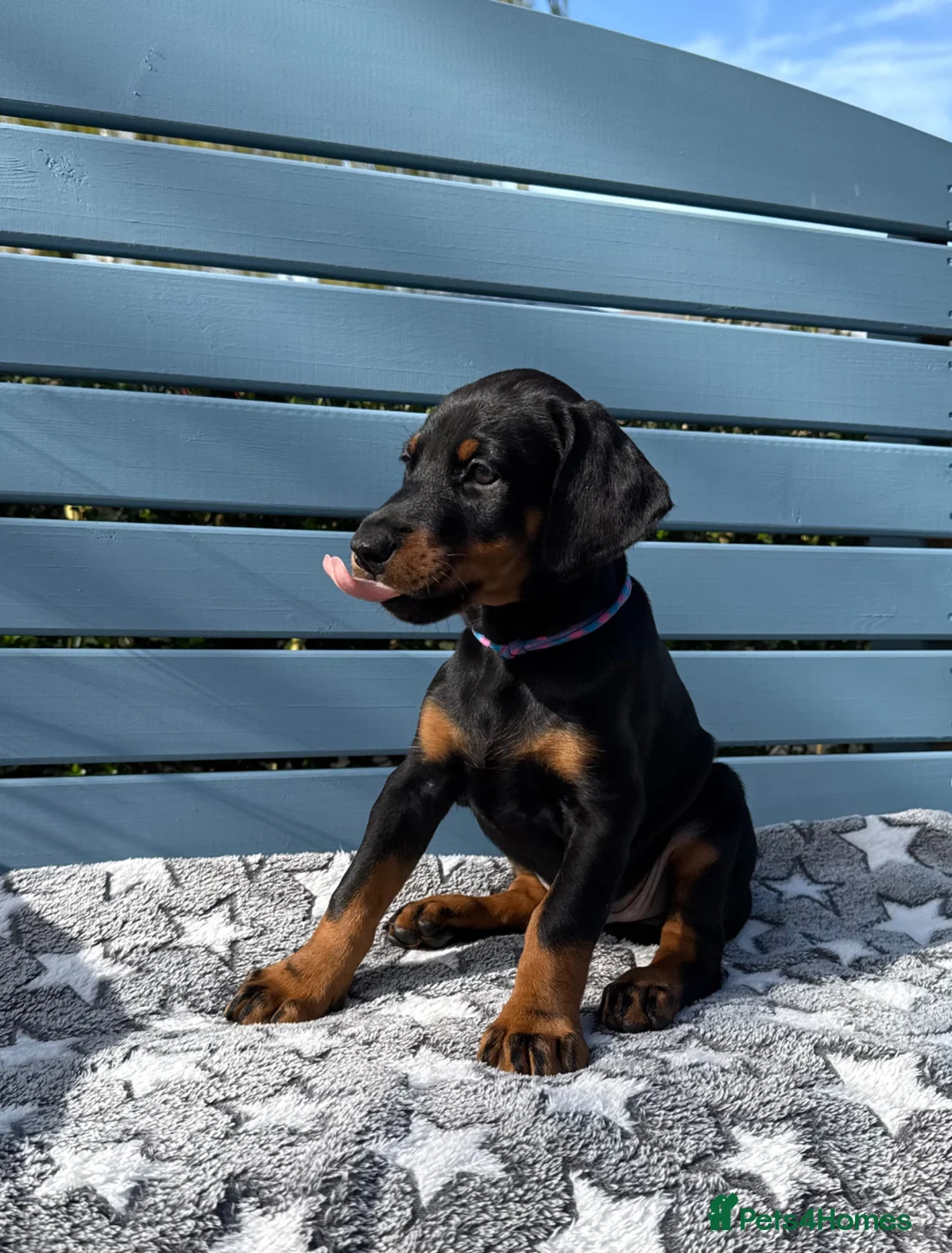 Dobermann dogs for sale: Champion lines, Health tested - Advert 2