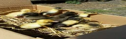 Ducks poultry for sale: Chicks chickens and ducklings ducks  - Advert 4