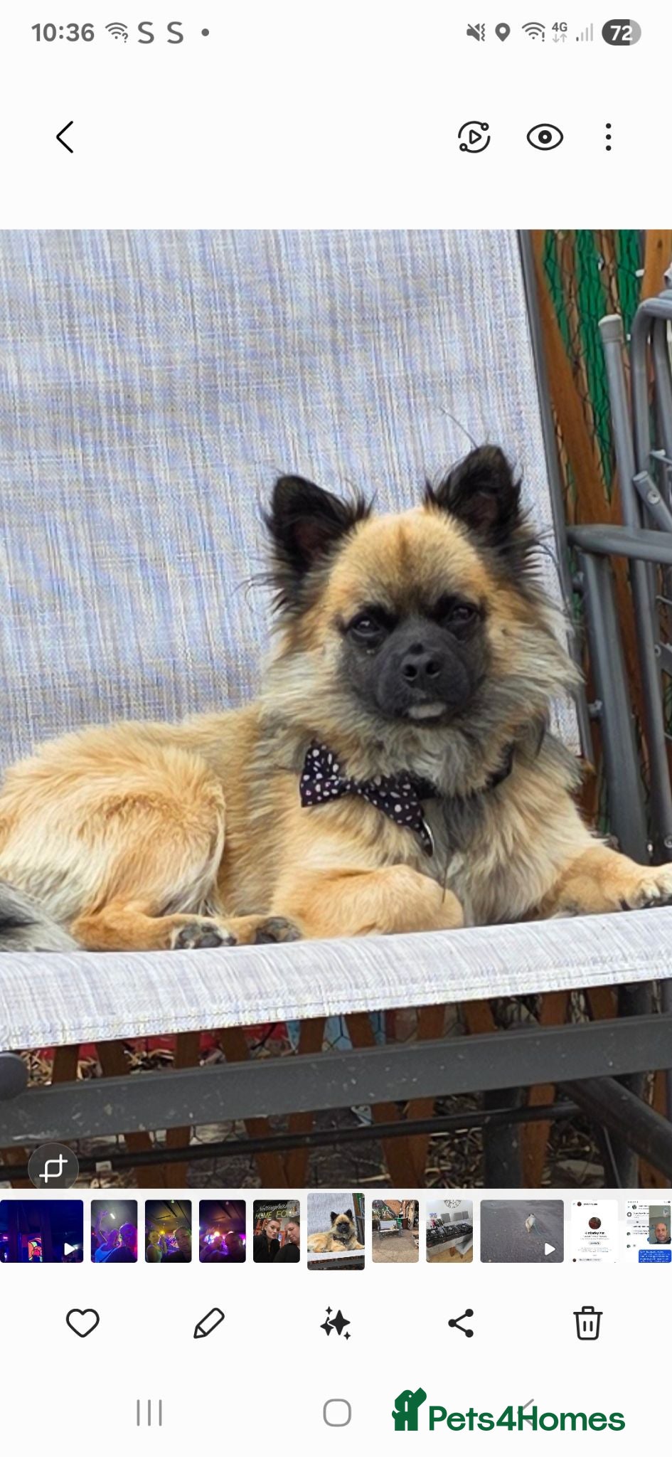 Mixed Breed dogs Looking to stud my dog  - Advert 9