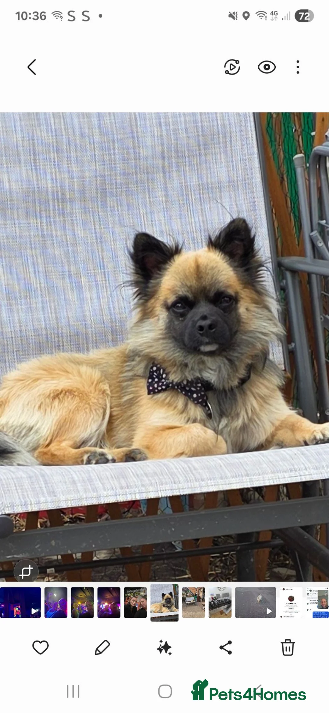 Mixed Breed dogs for stud: Looking to stud my dog  in Nottingham - Advert 1