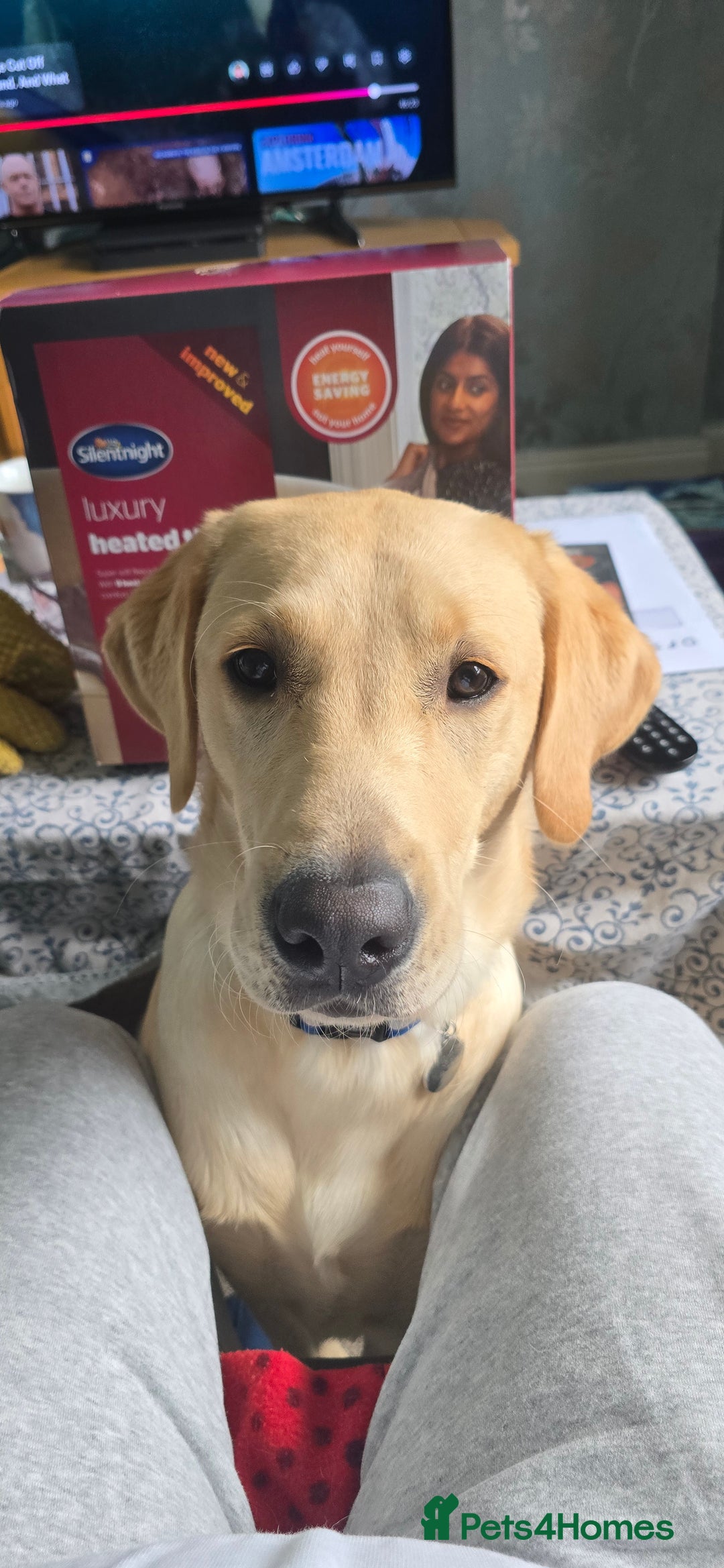Labrador Retriever dogs for sale: Wanted good home  - Image 10