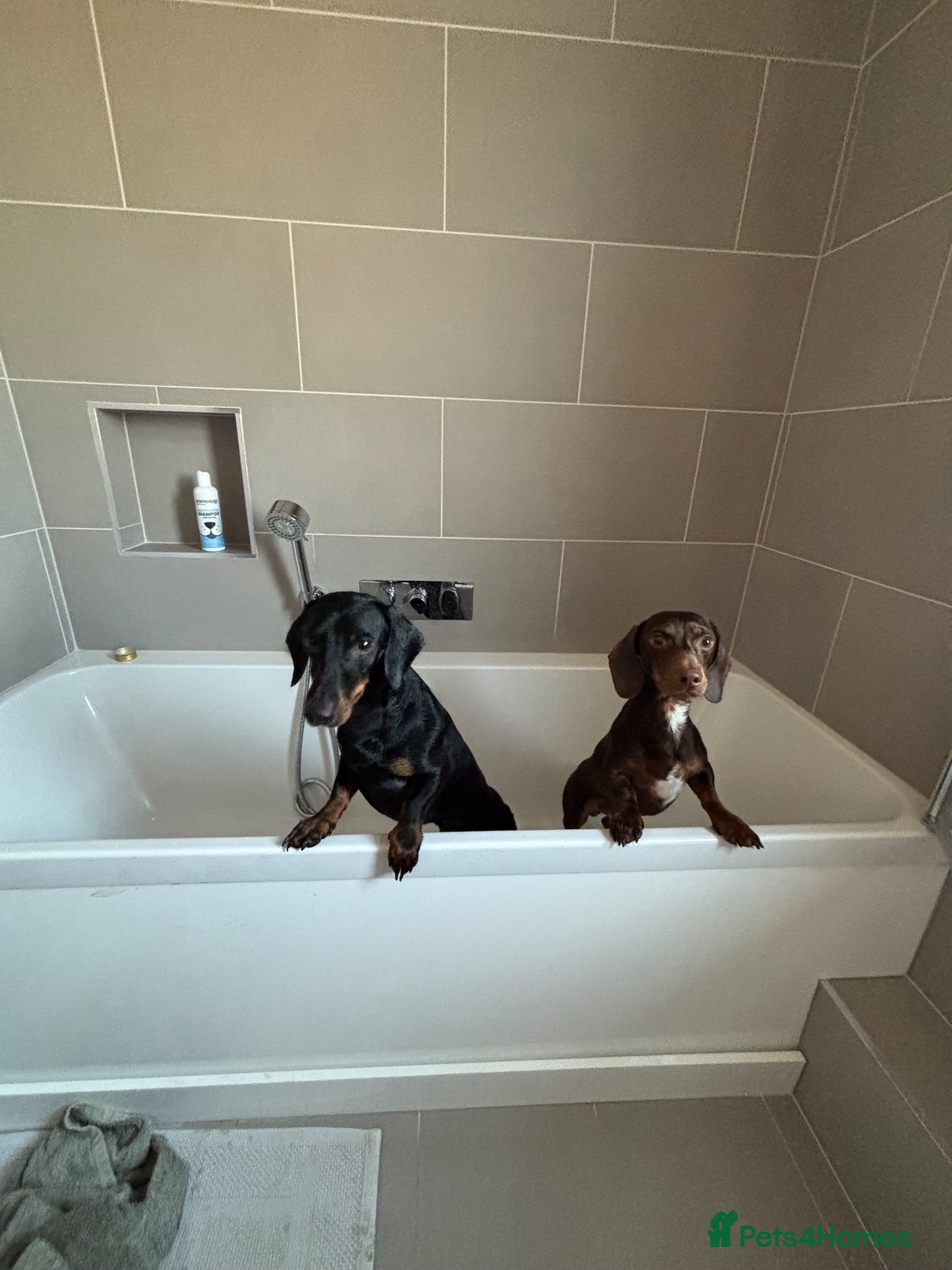 Dachshund dogs 2 lovely dachshunds - Advert 1
