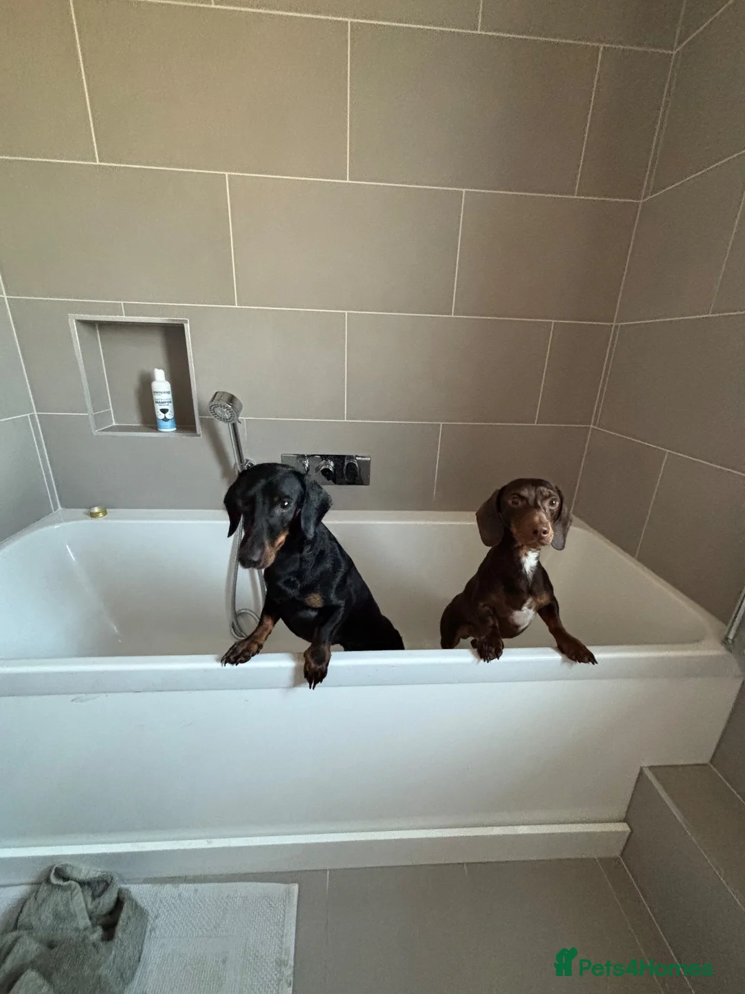 Dachshund dogs for sale: 2 lovely dachshunds - Advert 1
