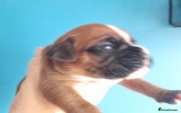 Boxer dogs for sale: Reduced last pup. Stunning Pedigree Boxer  - Advert 12