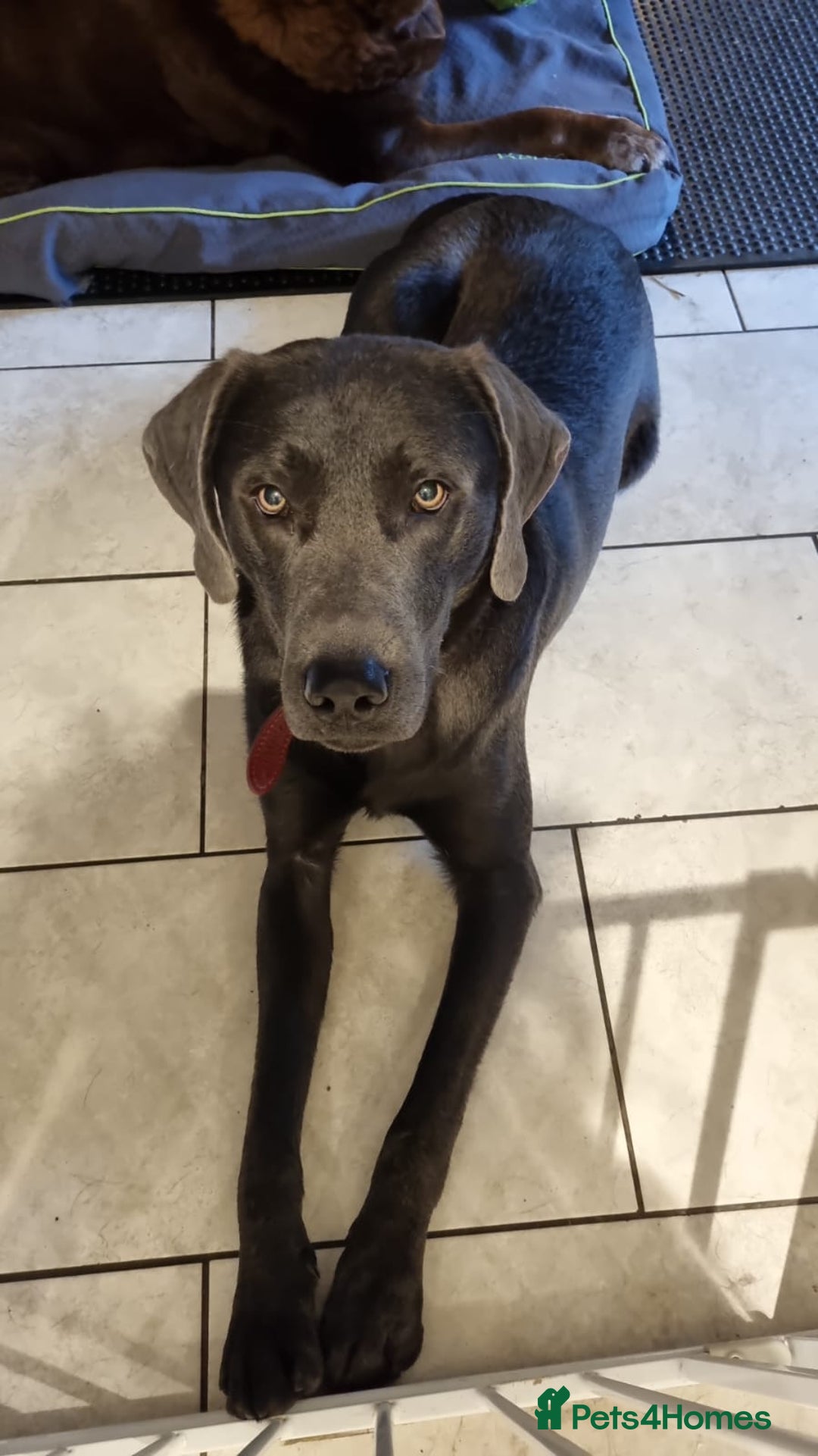 Labrador Retriever dogs for sale: Beautiful kc reg black labradors - Advert 11