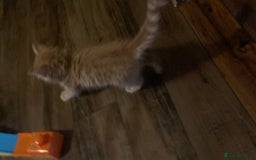 Mixed Breed cats for sale: Wonderful ginger Girl  - Image 6