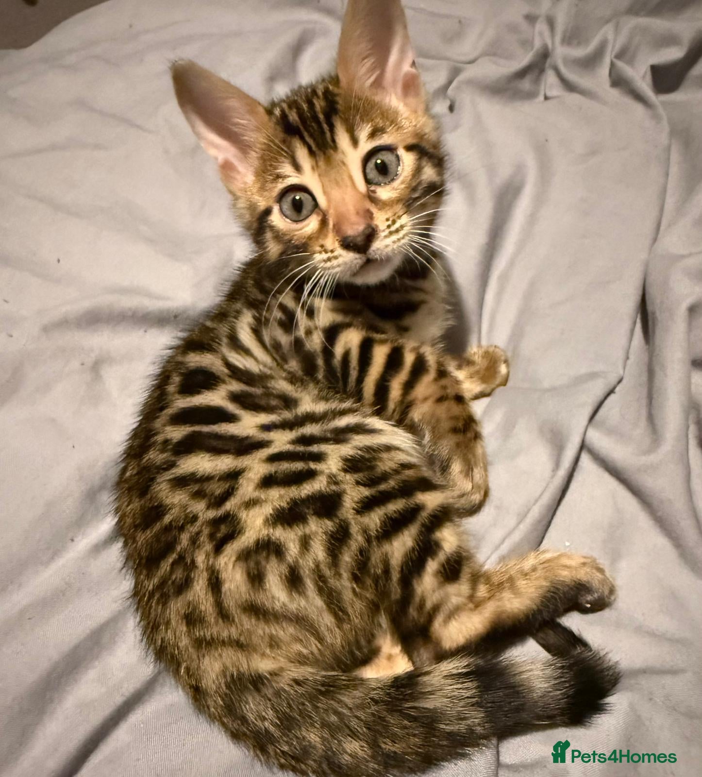 Persian cats 3 month old bengal  Female - Advert 3