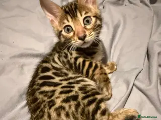 Persian cats 3 month old bengal Female - Advert 7