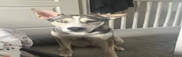 Mixed Breed dogs for sale: Luna Husky Cross - Advert 2