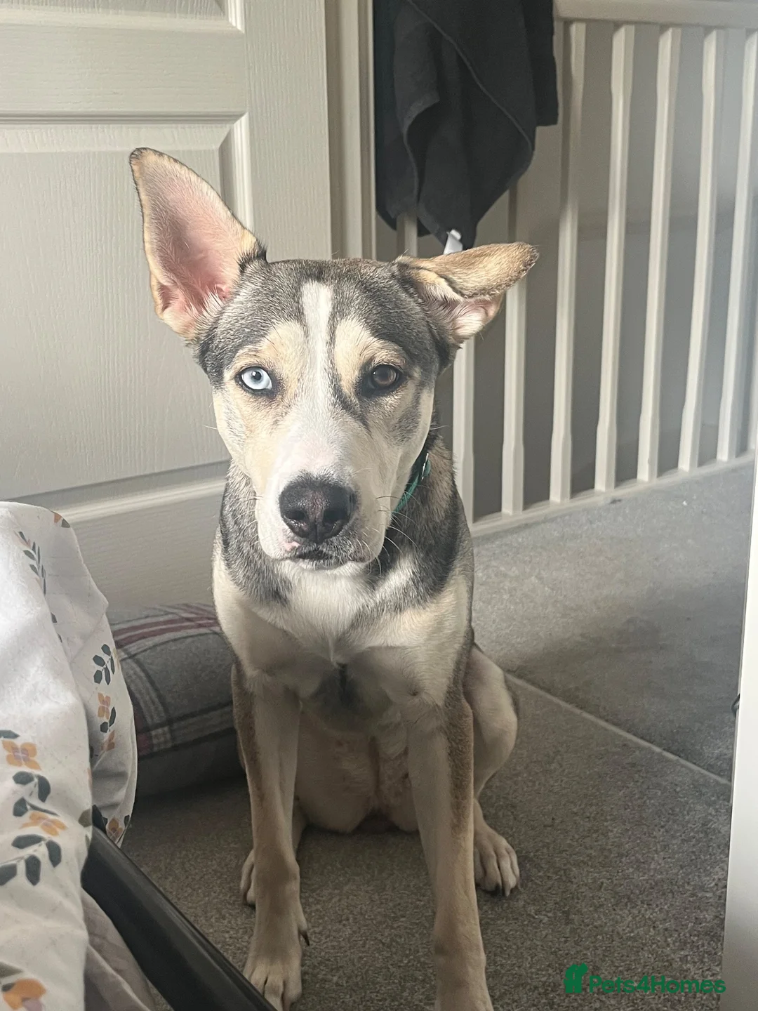 Mixed Breed dogs for sale: Luna Husky Cross - Advert 2