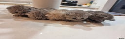 British Shorthair cats for sale: Stunning British Short Hair Kittens - Advert 3