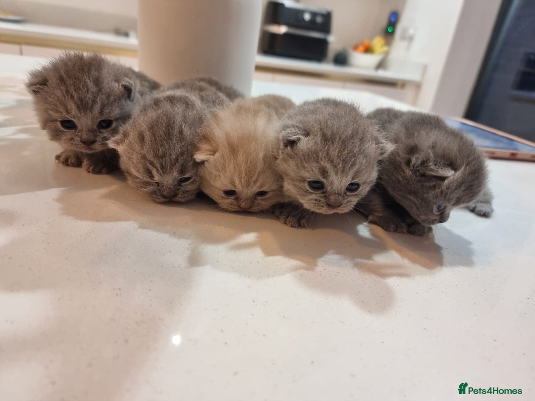 British Shorthair cats for sale: Stunning British Short Hair Kittens - Advert 3