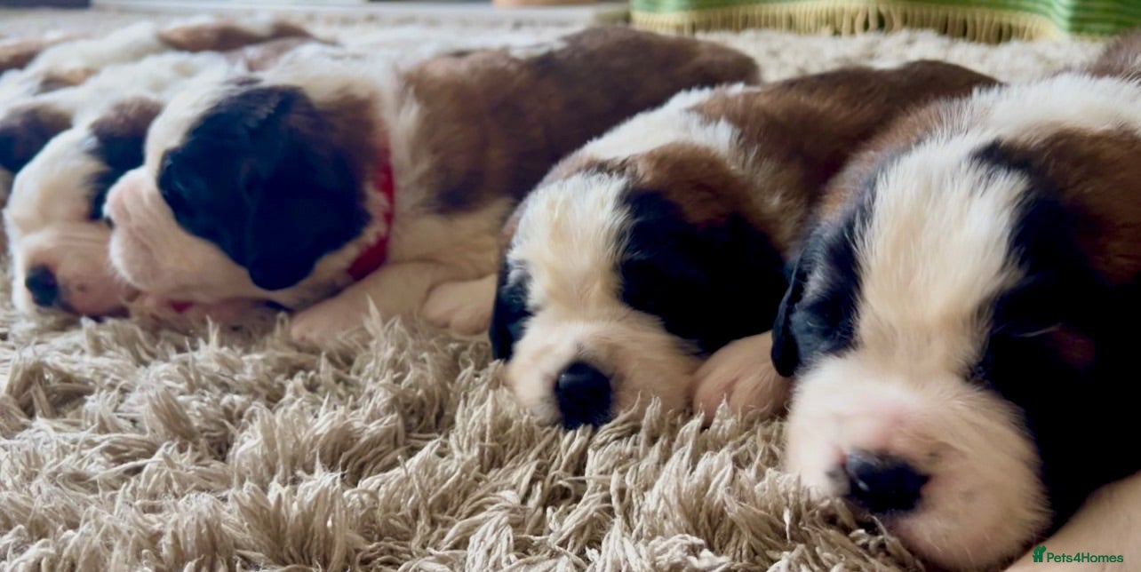 Saint Bernard dogs Beautiful KC registered show quality Puppies.  - Advert 1