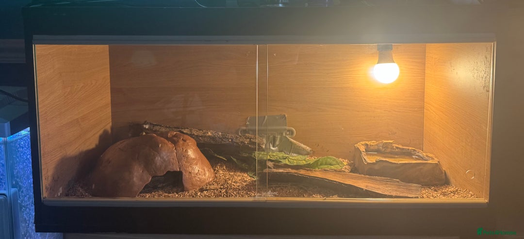 Python Snake reptiles for sale: Large ball python and vivarium - Image 2