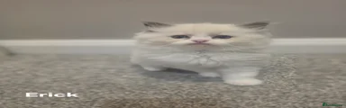 Ragdoll 1
