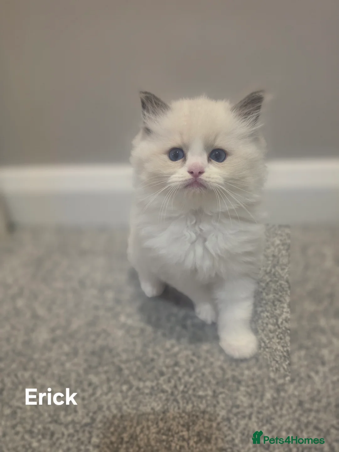 Ragdoll cats for sale: 💫Stunning Ragdoll Kittens 💫 - Advert 26