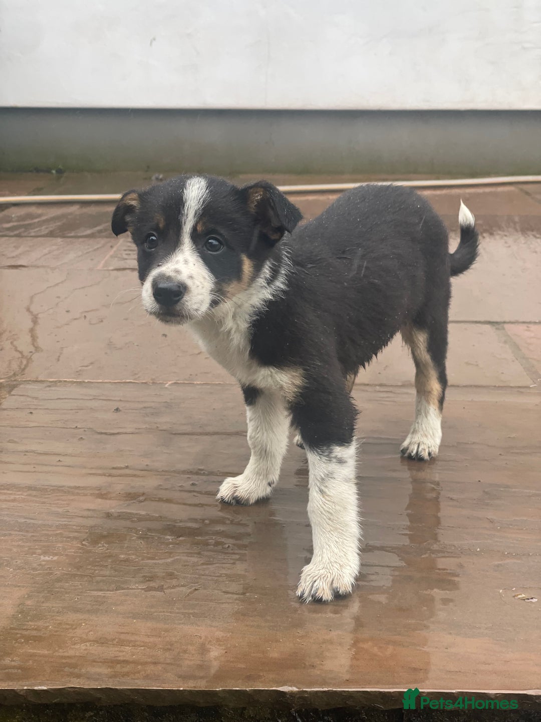 Border Collie dogs for sale: Lovely Border Collie pups available 🩷 - Image 4